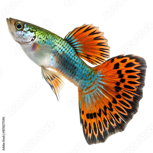 Colorful tropical guppy fish profile. Isolated on Transparent Background