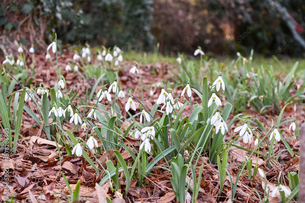 Fototapeta premium スノードロップ Snowdrop