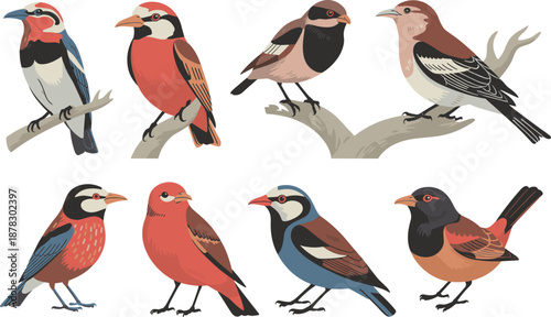 Collection of diverse wild birds isolated on white background detailed colorful plumage natural wildlife illustration ornithology set