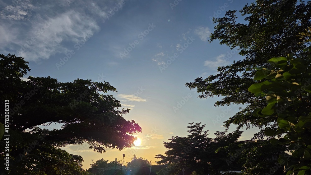 Fototapeta premium sunset in the forest