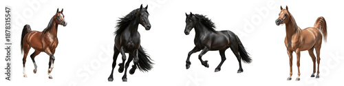 Konstfotografi Majestic Horse Collection - Set of Thoroughbred and Arabian Horses in Galloping