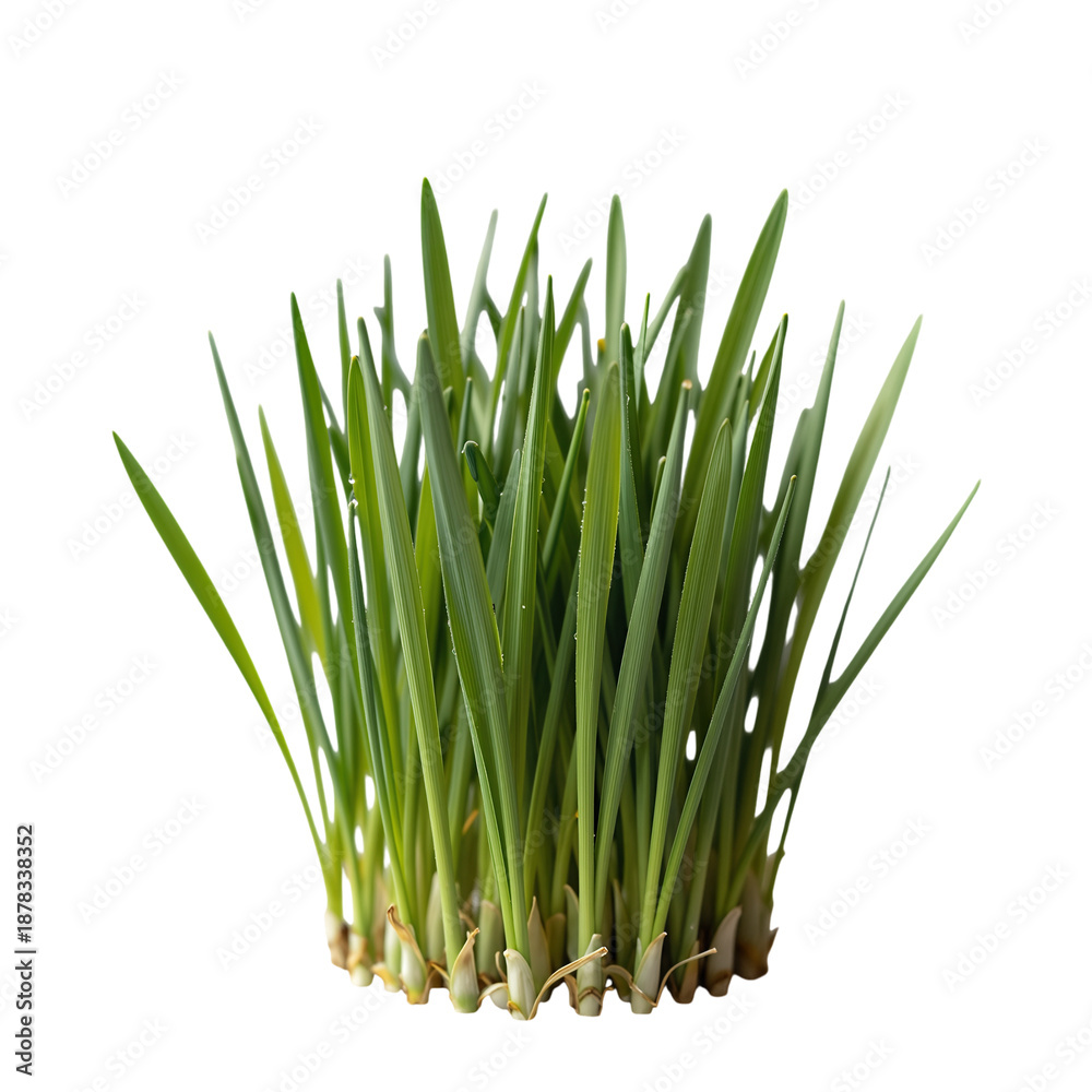 Fototapeta premium Fresh Green Wheatgrass Sprouts Growing Together
