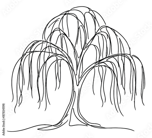 Hand drawn line art illustration of a weeping willow tree depicting its characteristic drooping branches for garden design