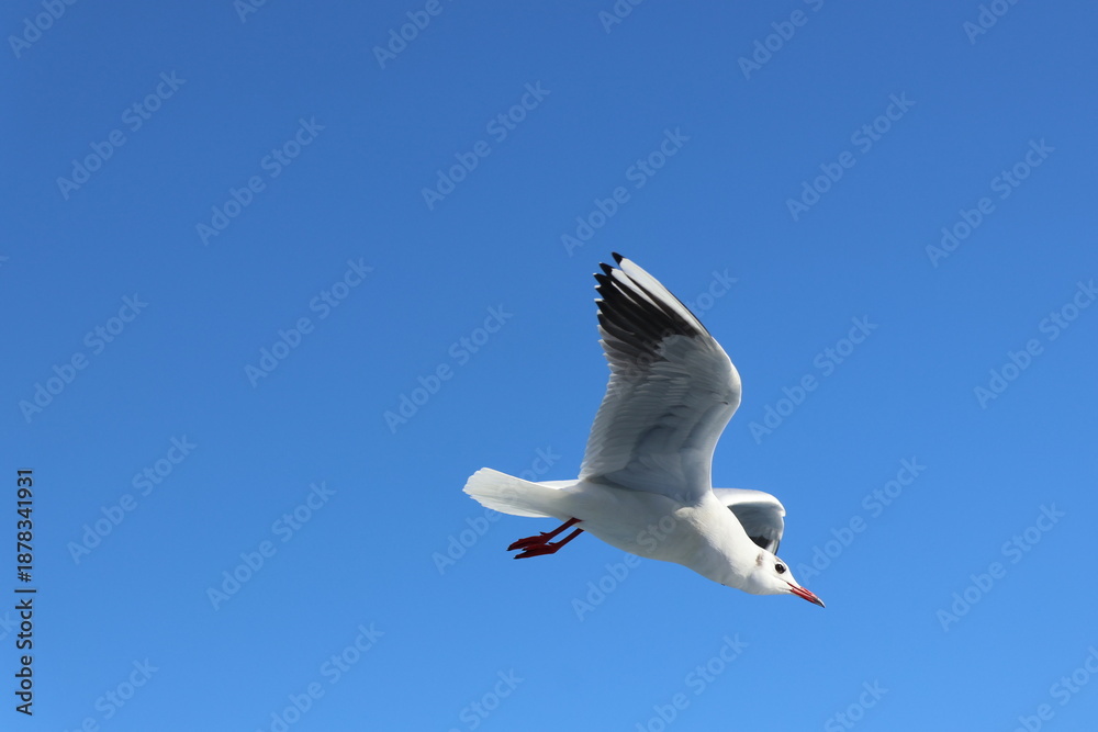 Obraz premium A seagull flying in the blue sky