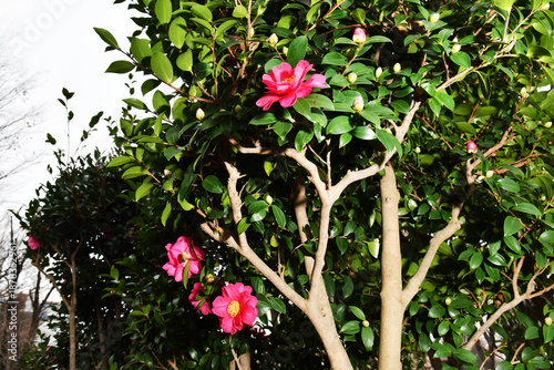 ピンク色の花　サザンカ