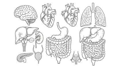 Black and white line drawings of multiple human organs including brain, heart, lungs, liver, stomach, intestines, and pancreas.