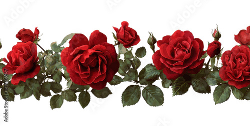 Crimson Blooms: A captivating line of vibrant red roses, each petal bursting with rich color and intricate detail, delicately placed to evoke feelings of love and beauty.