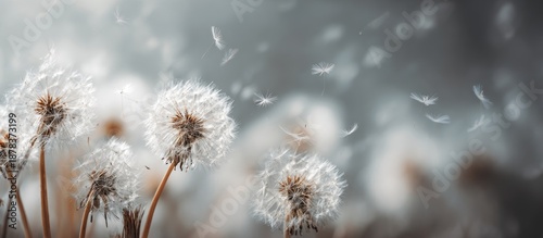 Obraz  z motywem Close-up of dandelion seeds with out-of-focus background, seeds floating, soft light, and gentle breeze