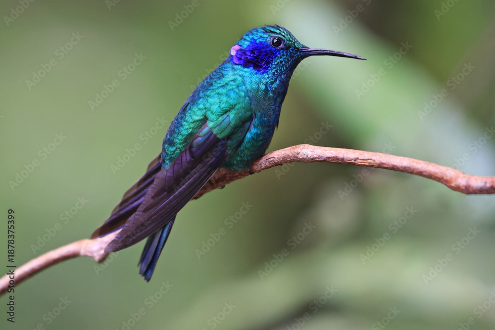 Fototapeta premium Lesser Violetear Hummingbird female perched on a branch in the forest, Costa Rica