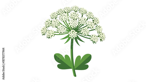 Illustration of a green plant with a large white flower head and leafy base against a plain white background.