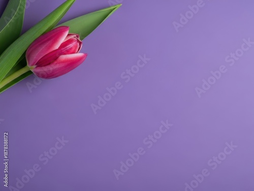Pink tulip on purple background with green leaves and empty space