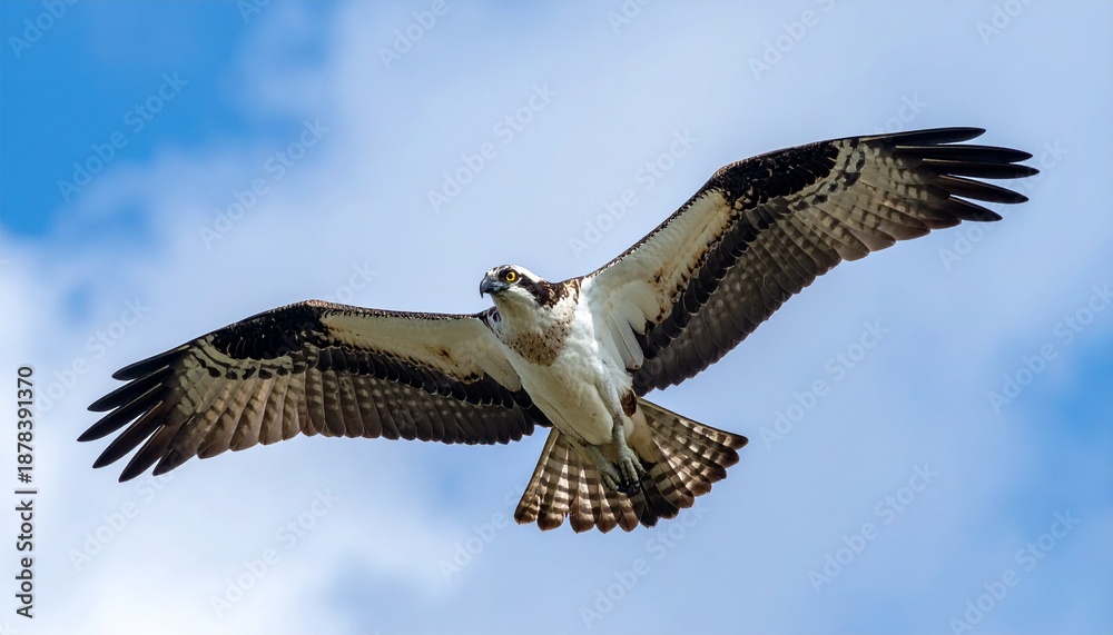 Obraz premium Majestic Osprey Soaring Through the Blue Sky with Wings Spread Wide.