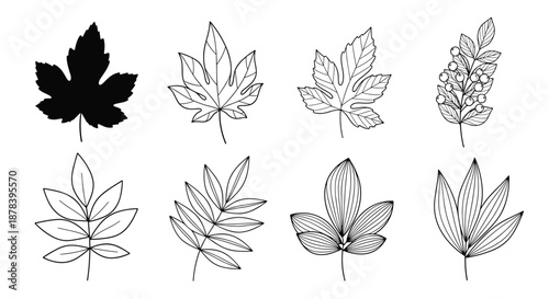 Detailed botanical line art set showing various types of leaves and a berry branch for classic nature-inspired illustrations and design work.