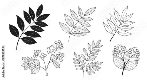 Comprehensive collection of botanical drawings including black silhouettes and detailed gray sketches of diverse leaves and berry-bearing branches.