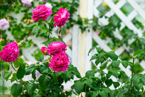 Foto バラの花
「バラの殿堂入り。時代を超えて愛される、イングリッシュローズの真髄。」
ガートルード・ジェキル
Rose
A member of the Rose Hall of Fame
