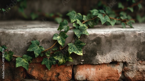 Ivy on stone steps