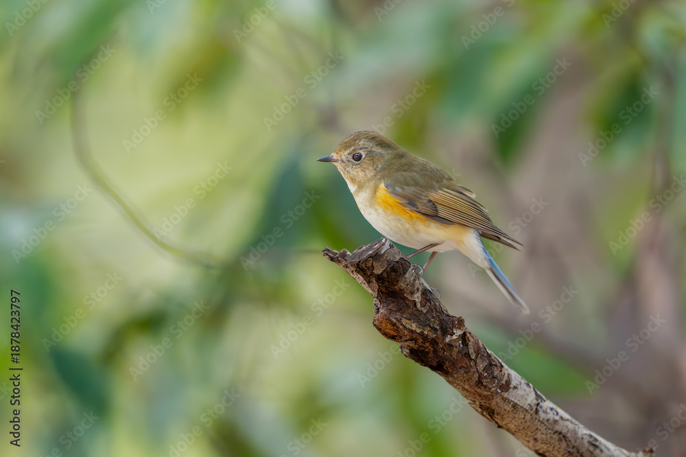 Fototapeta premium 枝に止まる野鳥