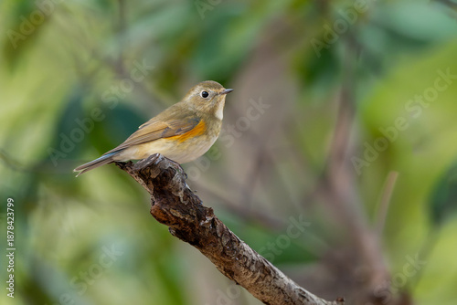 枝に止まる野鳥
