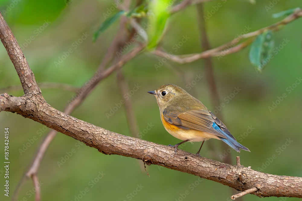 Fototapeta premium 枝に止まる野鳥
