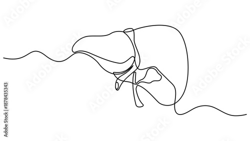 Human liver anatomy outline continuous one line drawing minimalist medical organ vector illustration. Liver anatomy human organ concept isolate. Editable stroke 