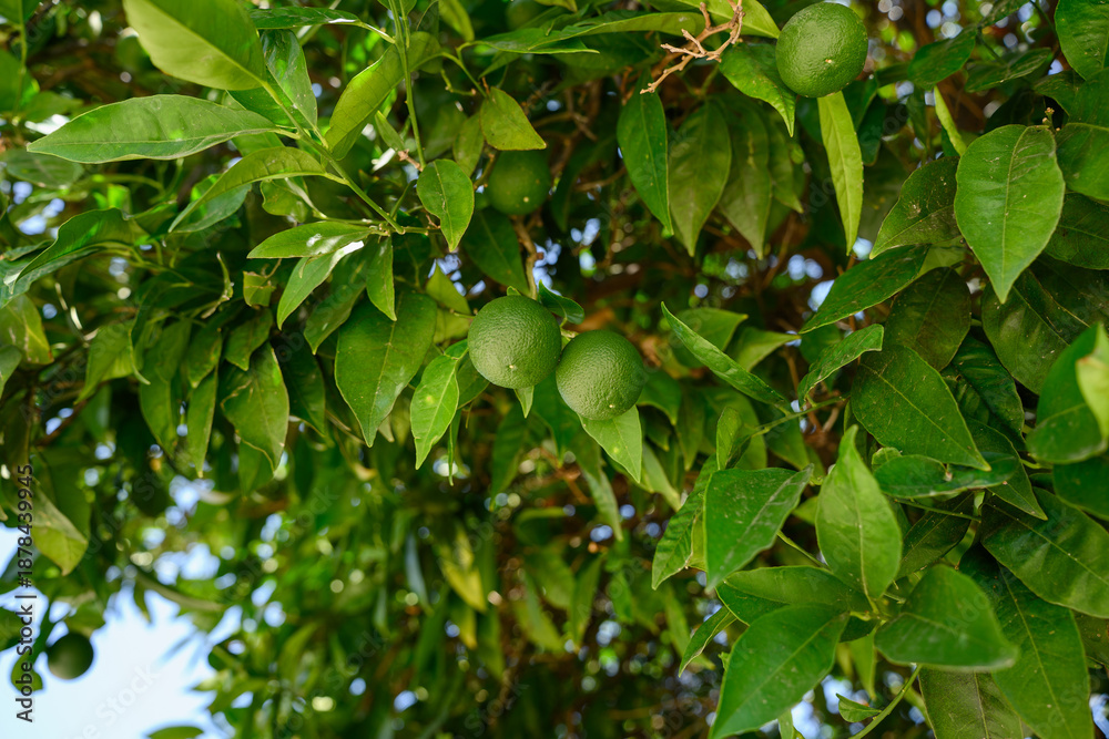 Obraz premium Green limes grow on branch with leaves. Green lemons are citrus fruits on branch against natural backdrop. Fresh, unripe citrus fruits in their natural environment. Organic farming concept.