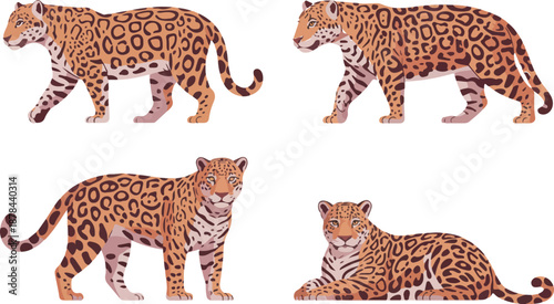 Jaguar Character Vector SetWalking, Resting and Standing Jungle Cat Poses