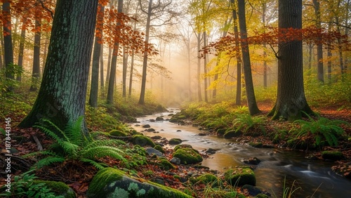 autumn forest in the morning