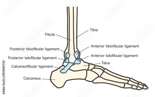 足の外側の骨、足関節と靱帯（前距腓靱帯、踵腓靱帯、後距腓靱帯）
