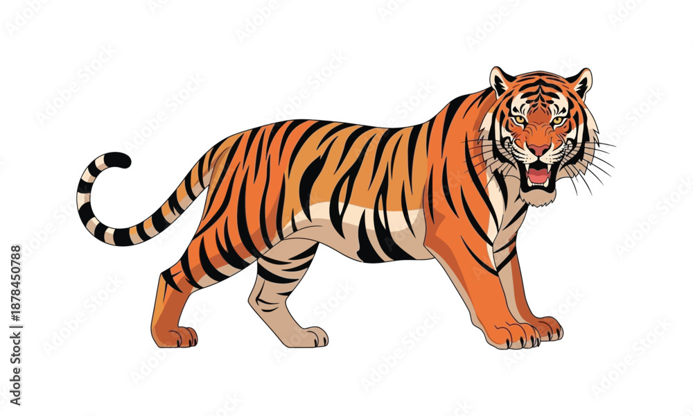 Fototapeta premium Tiger vector illustration of powerful predator animal on white background