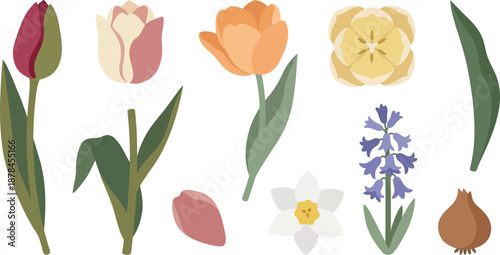 Modern elegant tulip bulb flower illustrations flat vector pack with closed bud half-open bloom full tulip top view flower head curved leaf stem falling petal narcissus hyacinth stalk and bulb