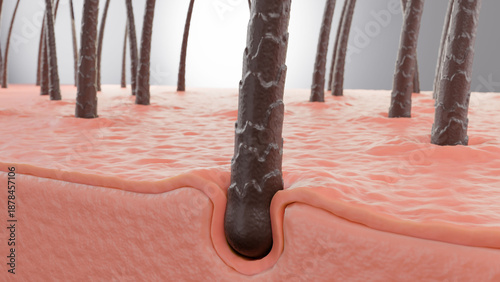 Obraz na plátně Detailed 3D hair follicle embedded in skin layers, representing strengthened roo