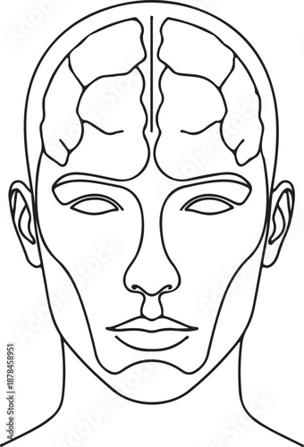 Human Face Anatomy Illustration Showing Paranasal Sinus Locations and Facial Structure Contours for Medical and Cosmetic Mapping