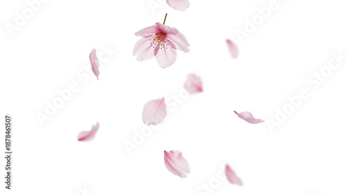 桜の花びらのパーツセット、透過背景素材、おしゃれな雰囲気