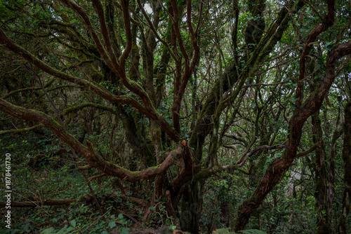 Dense laurel forest in Anaga Rural Park, Tenerife, Spain, with twisted moss-covered branches and lush green vegetation creating a mystical, ancient atmosphere