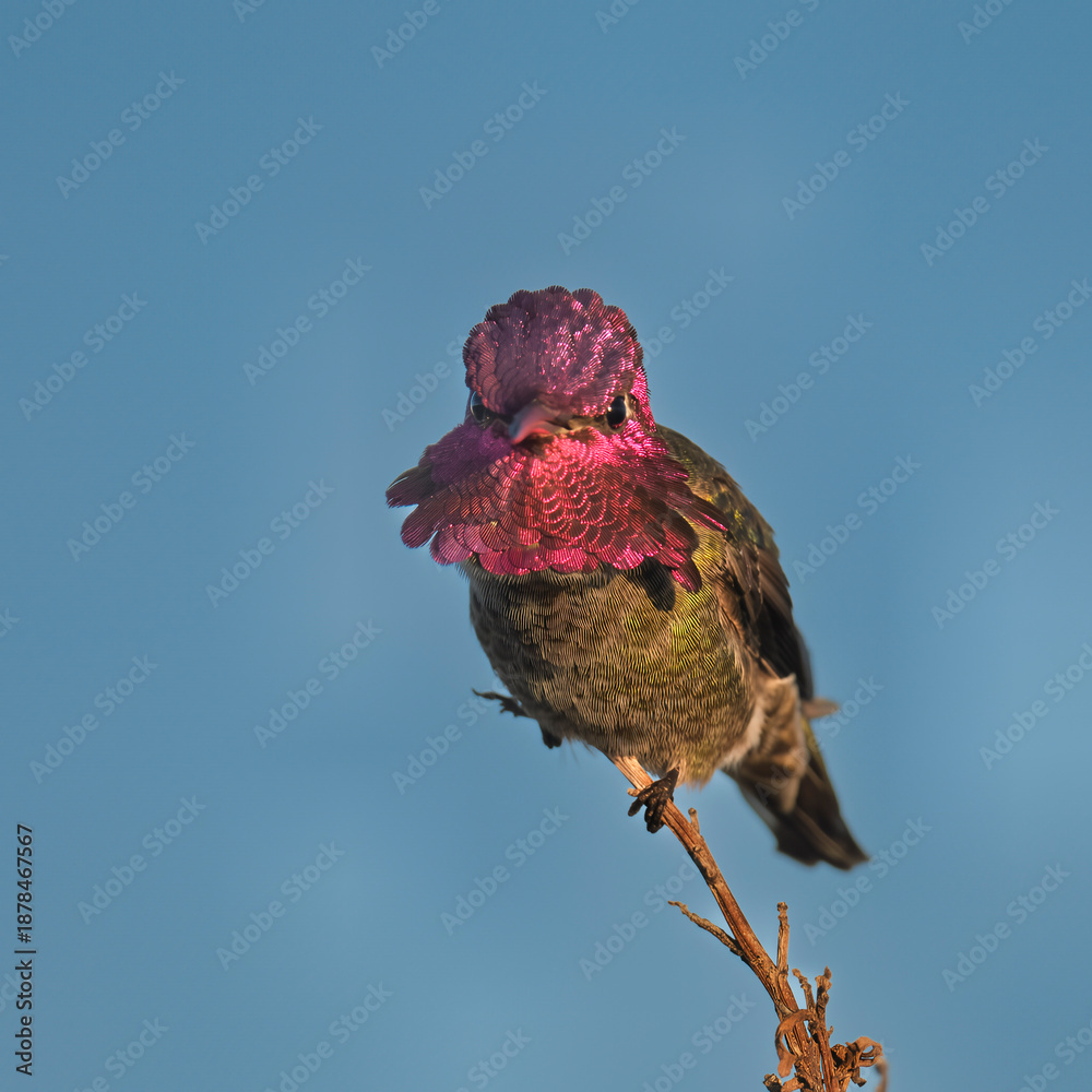 Fototapeta premium Male Anna’s Hummingbird Perched on Bare Branch in Morning Light