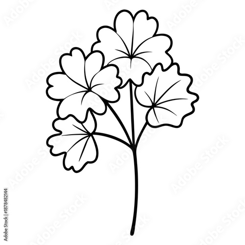 geranium hardy vector line art on white background 