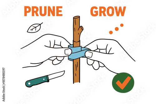 Step-by-step guide to pruning and growing plants with grafting technique