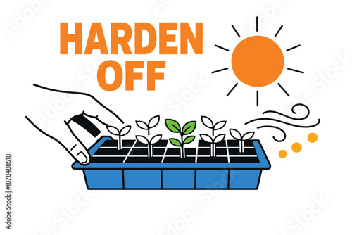 Harden off seedlings for outdoor planting with sun and wind exposure