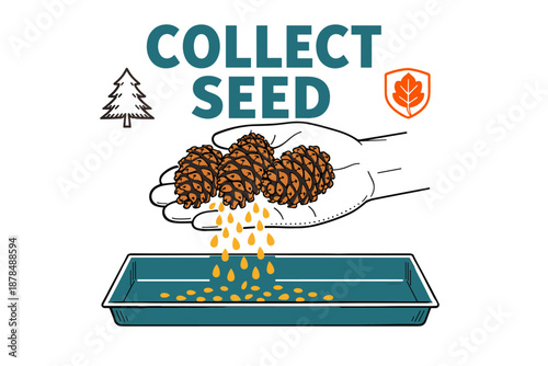 Collecting tree seeds: hand holding pine cones releasing seeds into tray