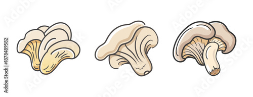 Three oyster mushrooms shown from different angles on a white background.
