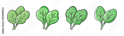 Fresh baby spinach leaves, healthy green vegetable, hand-drawn illustration