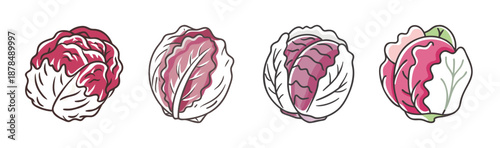 Four hand-drawn radicchio heads with vibrant red and white leaves, isolated.
