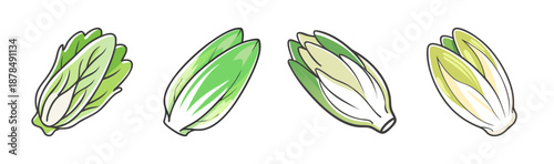 Four Belgian endive vegetables with green and white leaves, isolated.