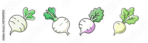 Four fresh white turnips with green leaves, isolated on white background.