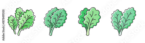 Fresh green kale leaves, healthy leafy vegetable for salads and cooking