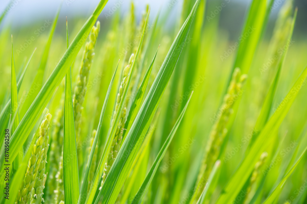 Obraz premium 夏の青い稲穂