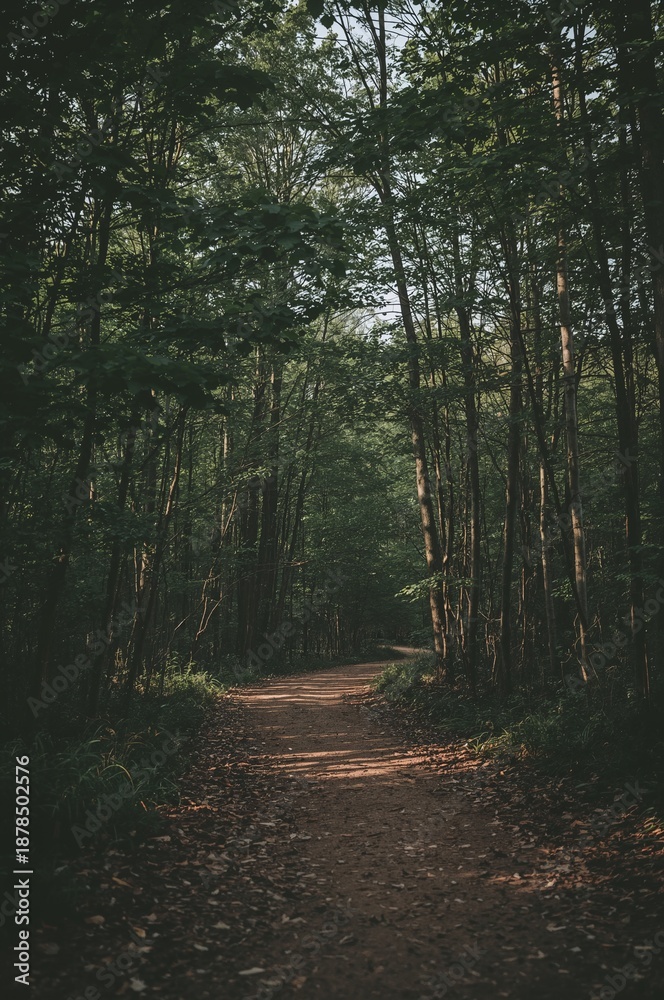 Fototapeta premium Path through a forest with trees on either side