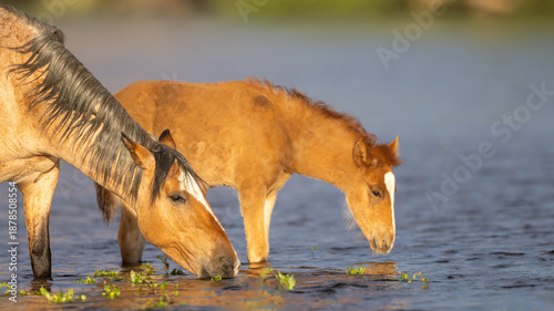 Wild horse baby colt with mother in the Salt River in the Tonto National Forest near Mesa Arizona United States