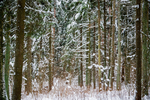 Beautiful trees covered in snow create a serene atmosphere in a peaceful winter forest