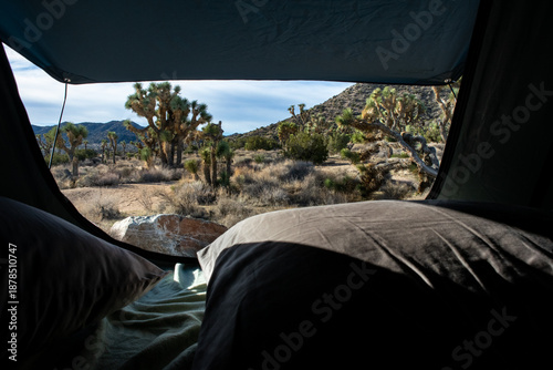 Foto Desert view from inside rooftop tent with pillows, Joshua trees
